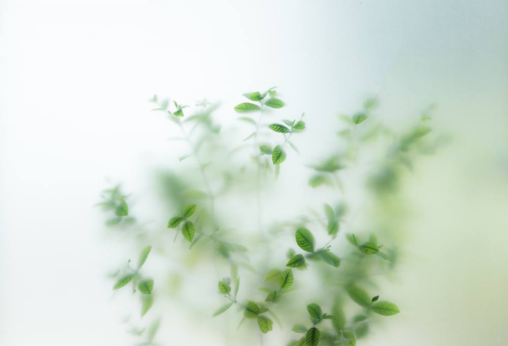 house plant behind obscure glass