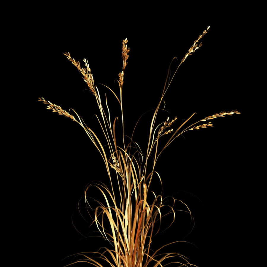 Wheat Grass Splashback Design